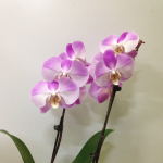 Orchidea jen 129,-